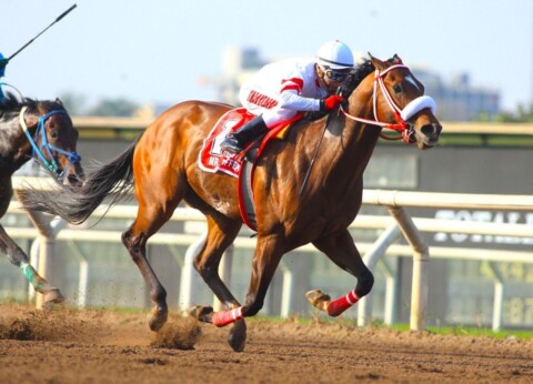 HARAS MYRNA ANUNCIA SU PRIMER REMATE DE CABALLOS PURASANGRE Haras Myrna 3 480x346